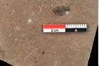 Foto (Detailansicht) von Pinus laricio Poiret (NHMW-GEO-2024-0188-0229)